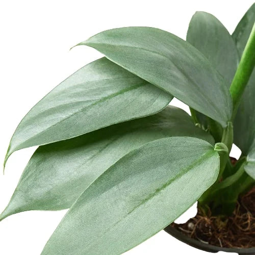 Philodendron Silver Sword Philodendron hastatum Live Plant Multiple Sizes Available