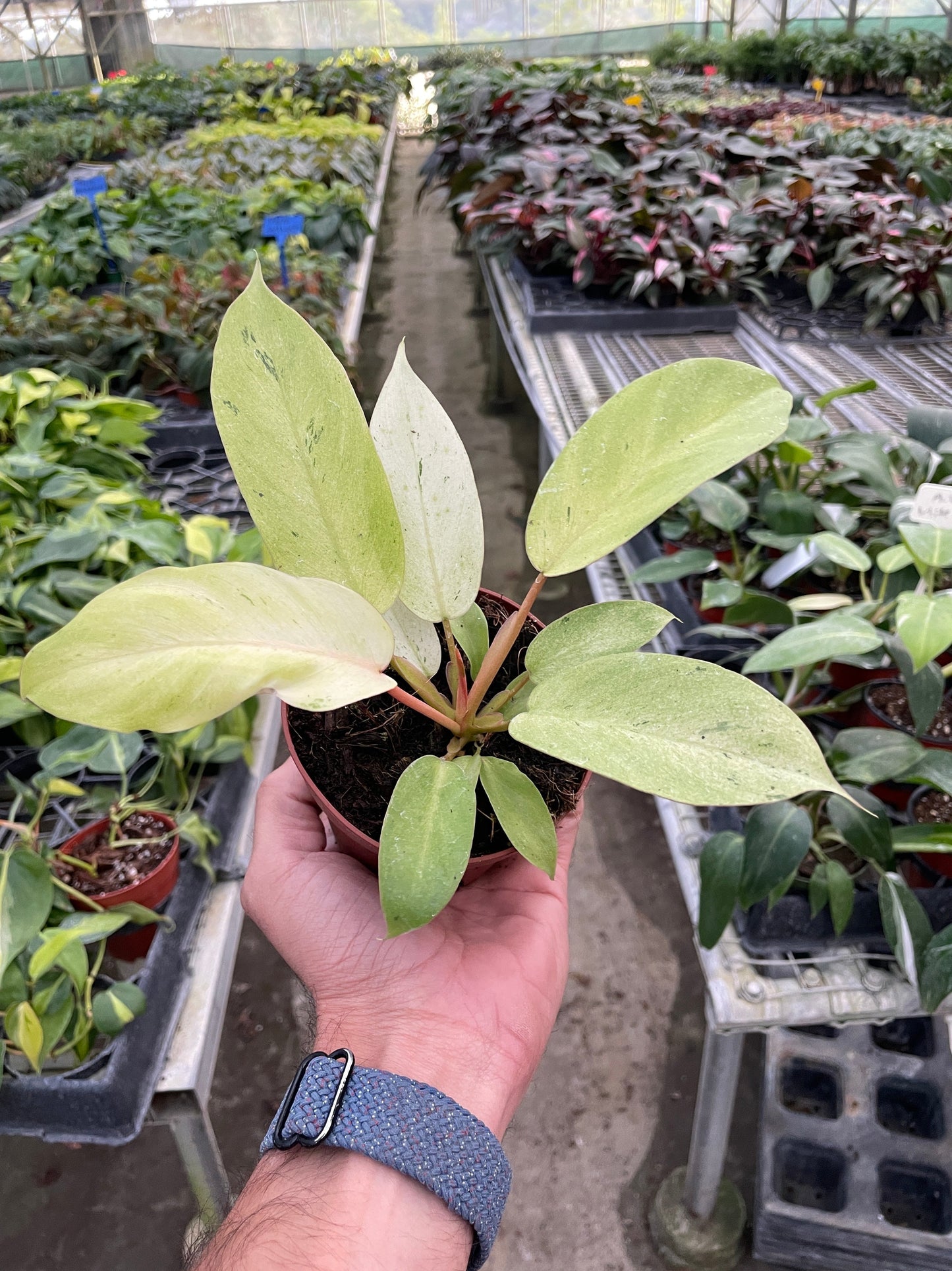 Philodendron Snowdrift Live Plant Multiple Sizes Available