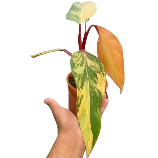 Philodendron Erubescens Hybrid Strawberry Shake Multiple Sizes Available