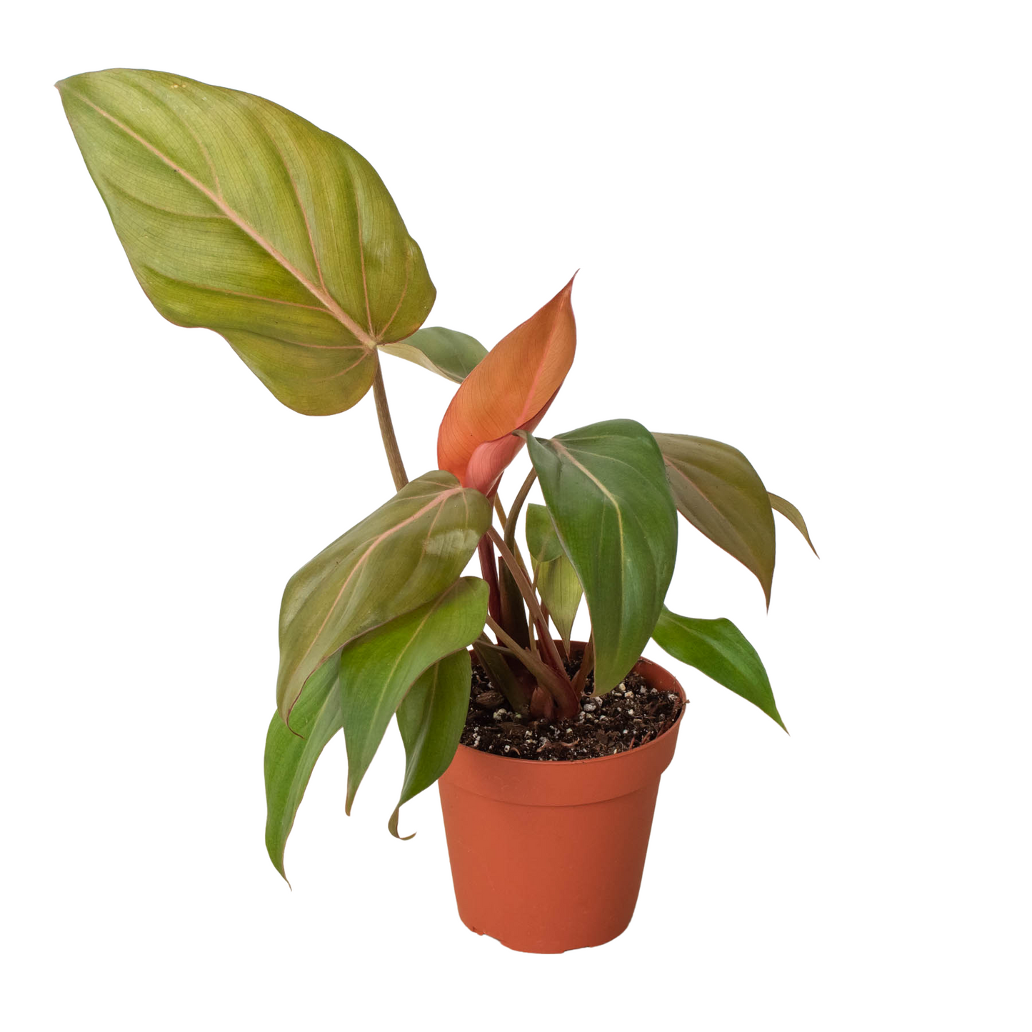 Philodendron Summer Glory Heartleaf Live Plant Multiple Sizes Available