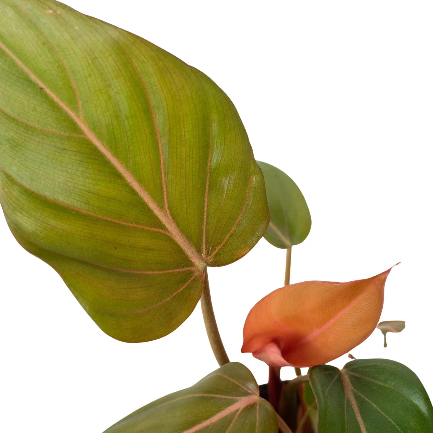 Philodendron Summer Glory Heartleaf Live Plant Multiple Sizes Available