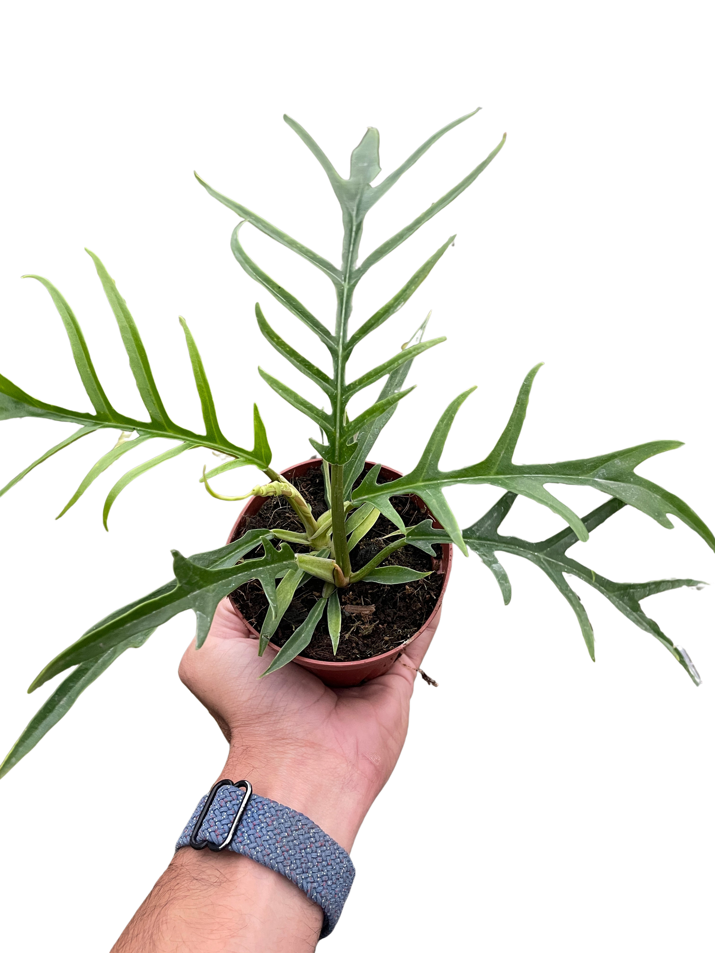 Philodendron Tortum Live Plant Multiple Sizes Available