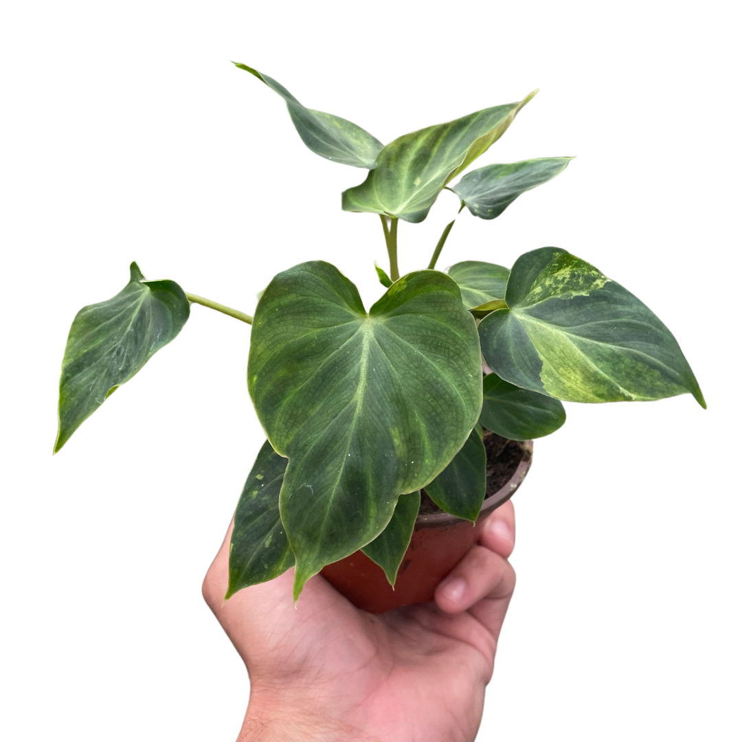 Philodendron Verrucosum Ecuador Live Plant Multiple Sizes Available