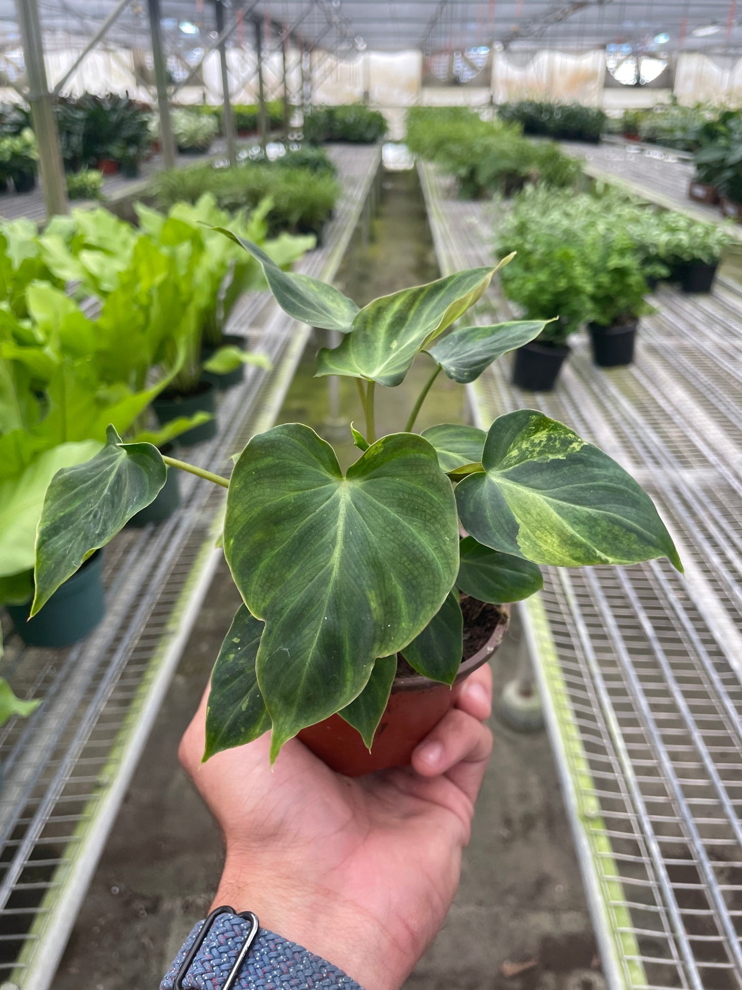 Philodendron Verrucosum Ecuador Live Plant Multiple Sizes Available