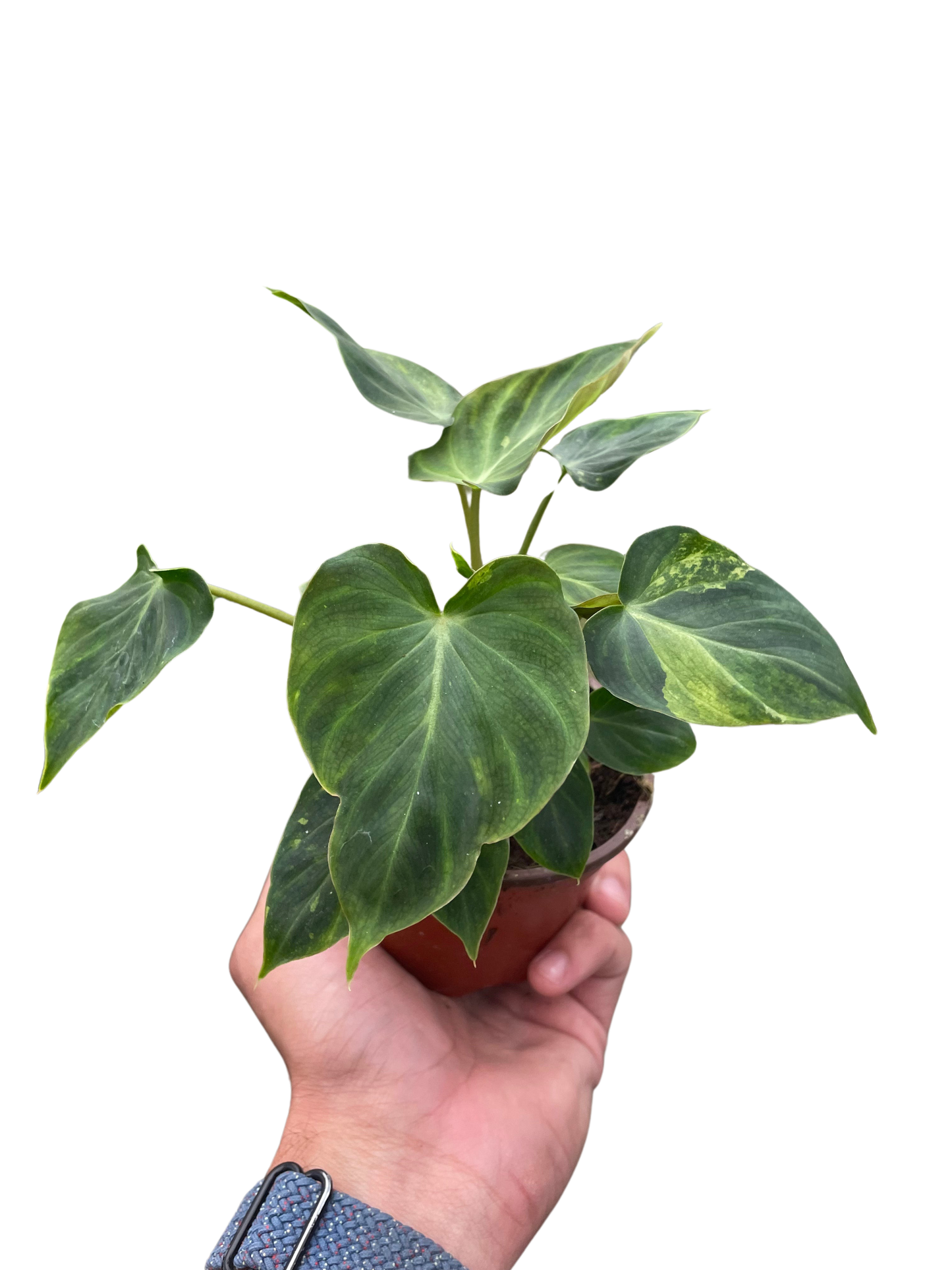 Philodendron Verrucosum Ecuador Live Plant Multiple Sizes Available