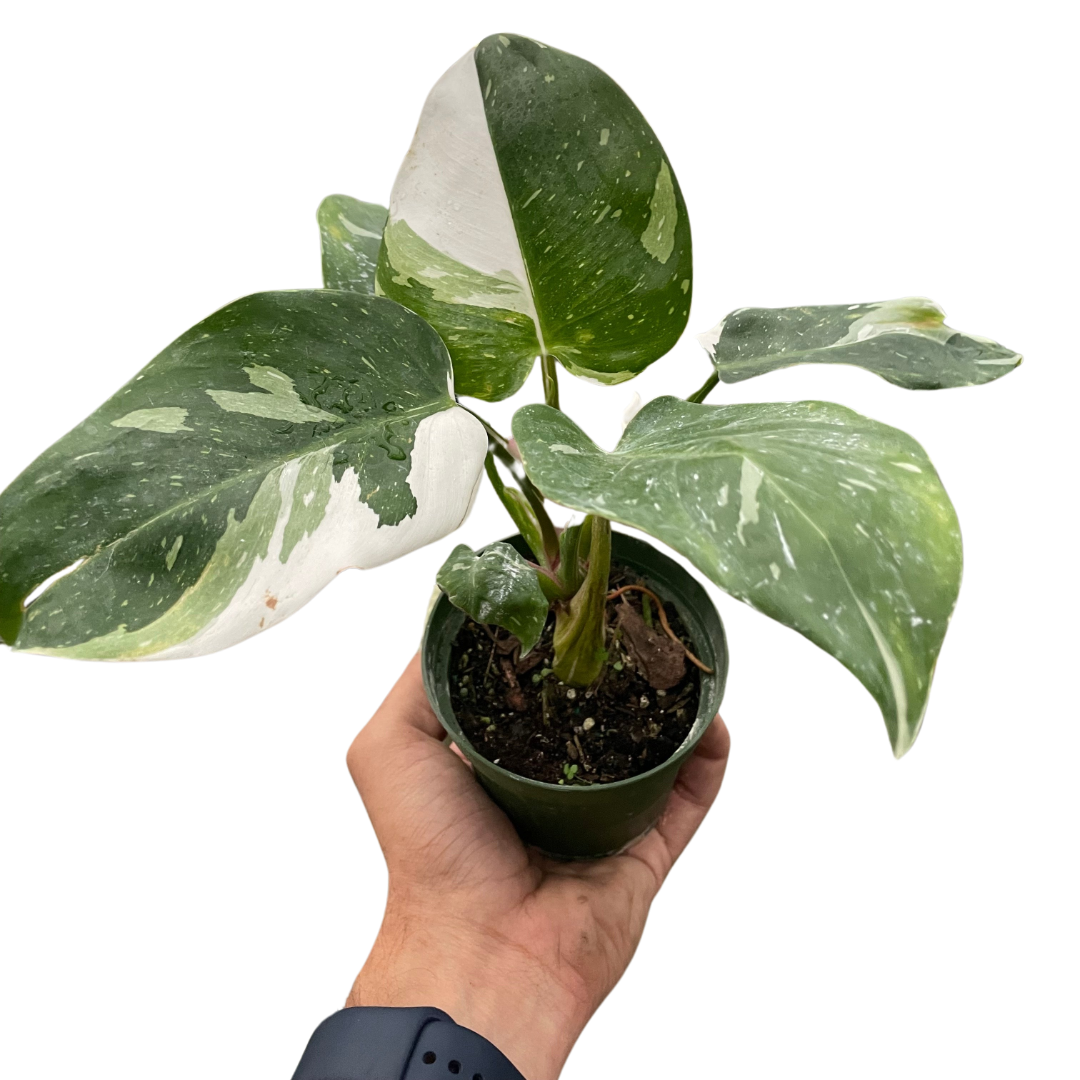 Philodendron White Princess Philodendron erubescens Live Plant Multiple Sizes Available