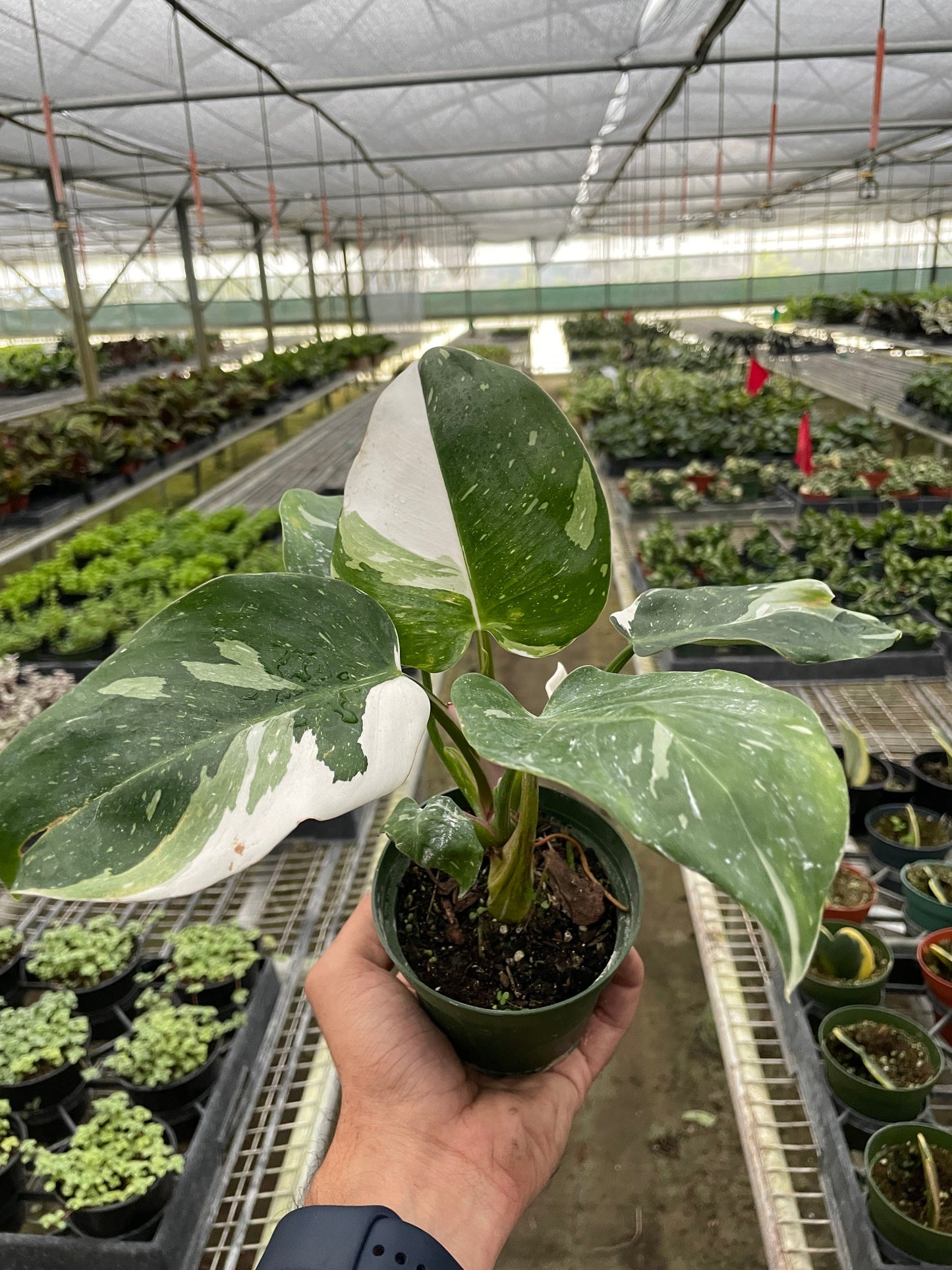 Philodendron White Princess Philodendron erubescens Live Plant Multiple Sizes Available