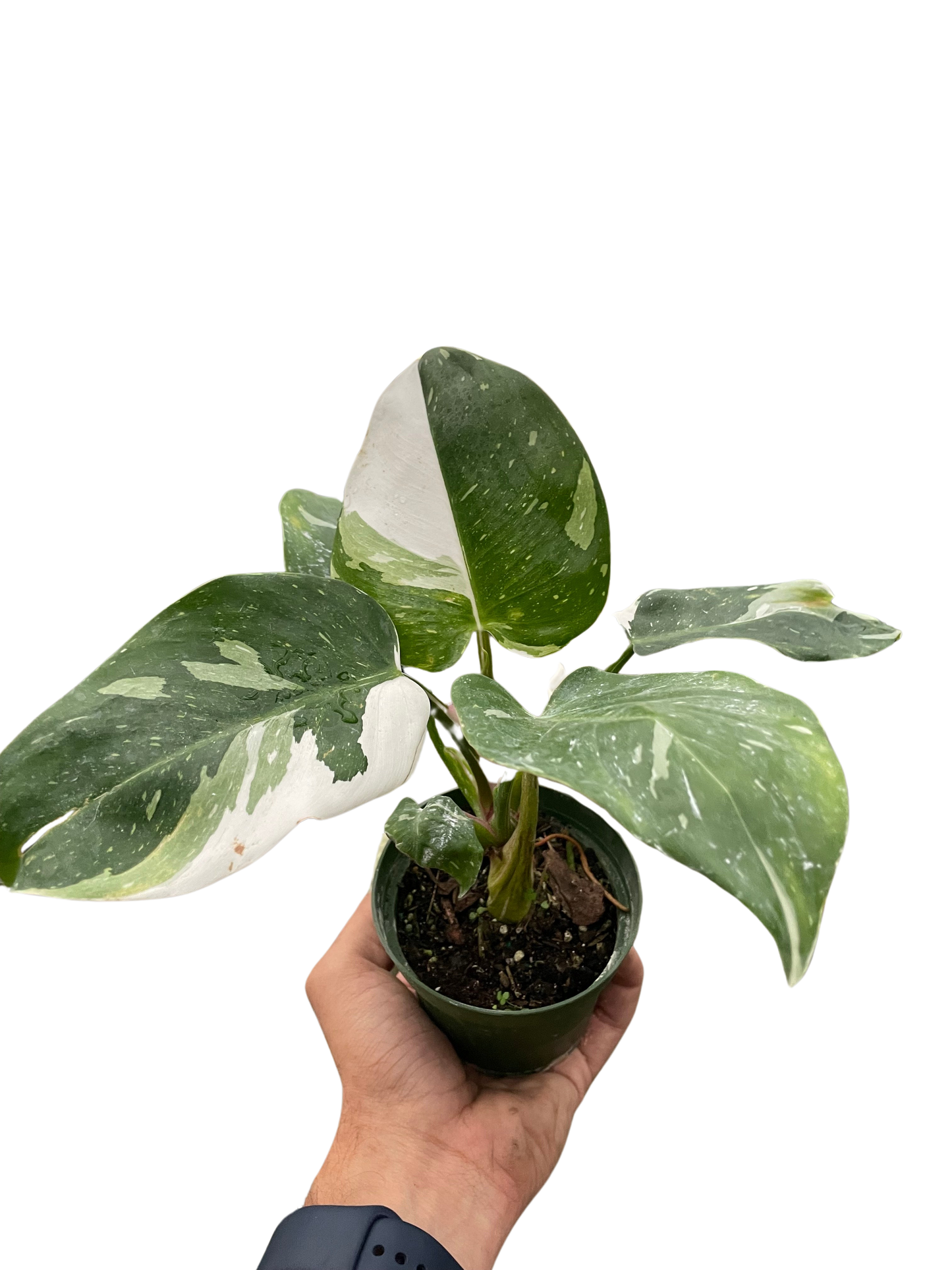 Philodendron White Princess Philodendron erubescens Live Plant Multiple Sizes Available