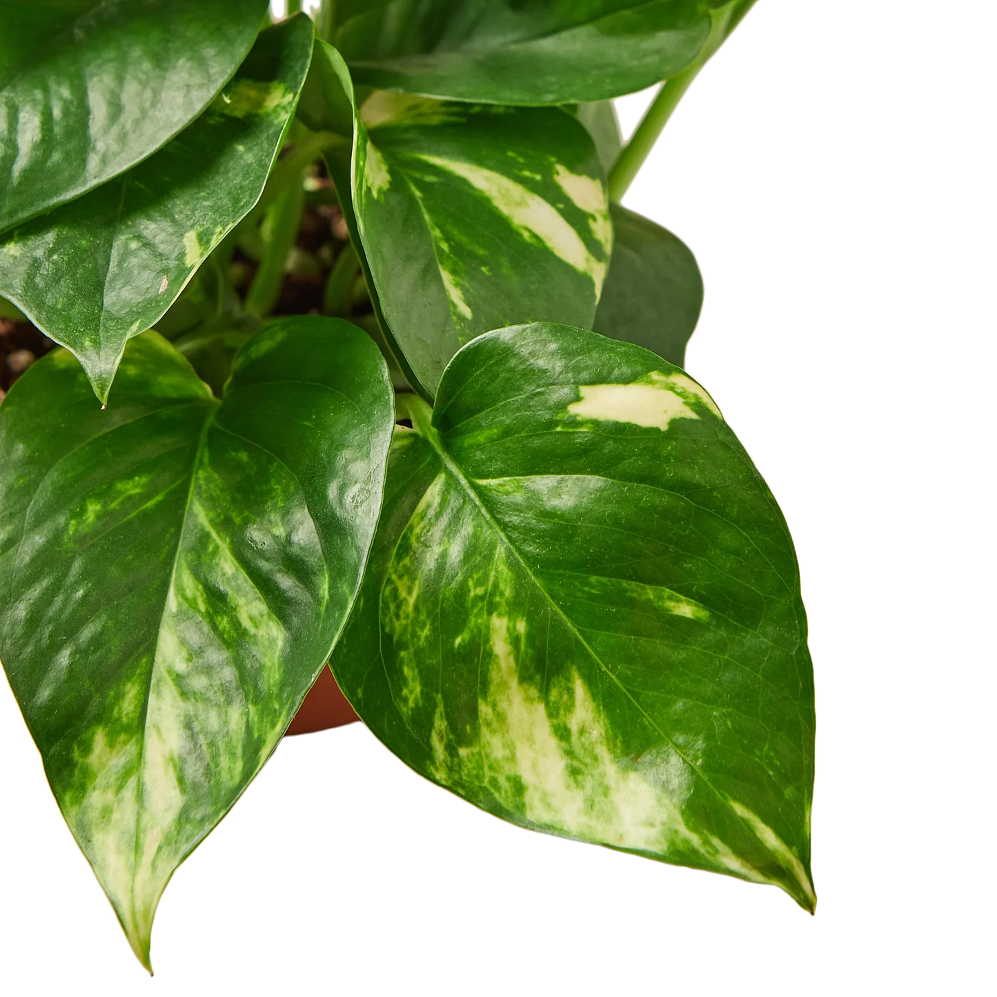 Pothos Golden Epipremnum Aureum Devil's Ivy Multiple Sizes Available