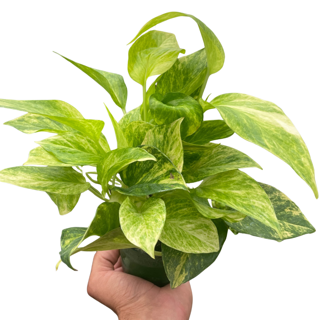 Pothos Neon Marble Queen Epipremnum aureum Devil's Ivy Live Plant Multiple Sizes Available