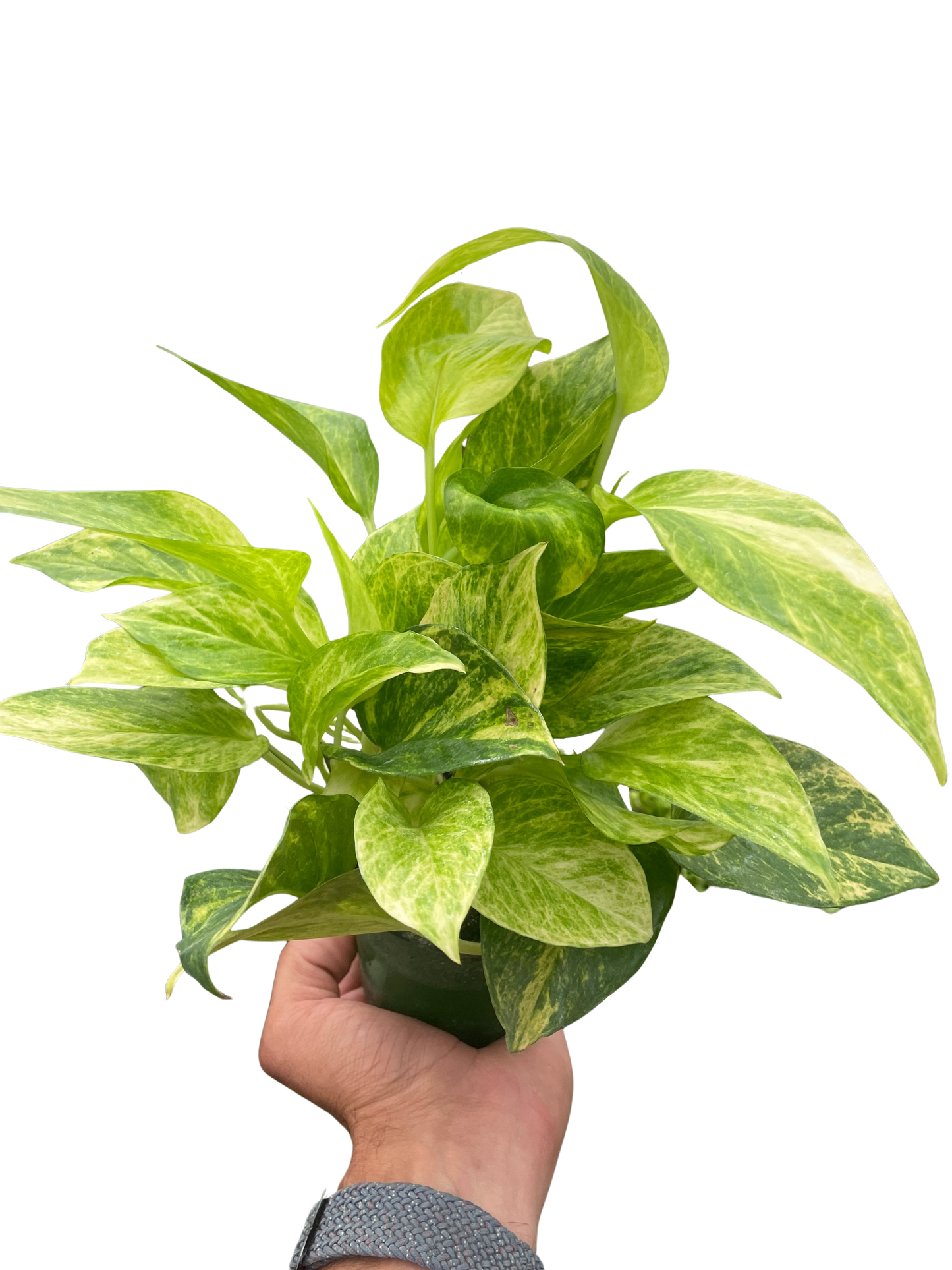 Pothos Neon Marble Queen Epipremnum aureum Devil's Ivy Live Plant Multiple Sizes Available