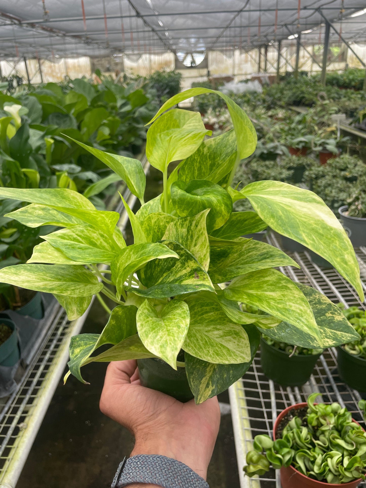 Pothos Neon Marble Queen Epipremnum aureum Devil's Ivy Live Plant Multiple Sizes Available