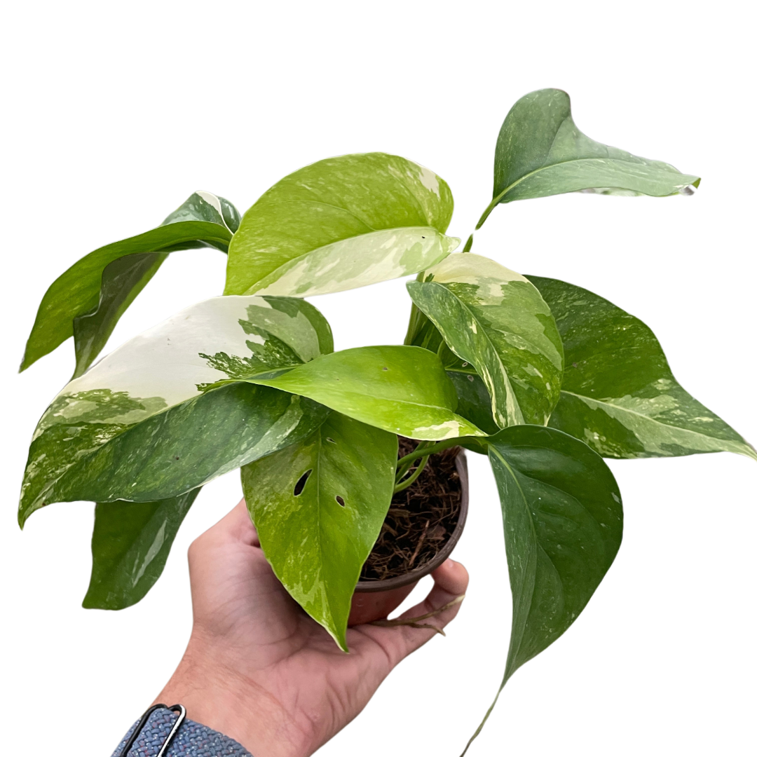 Pothos Albo Variegata Epipremnum pinnatum Variegated Live Plant