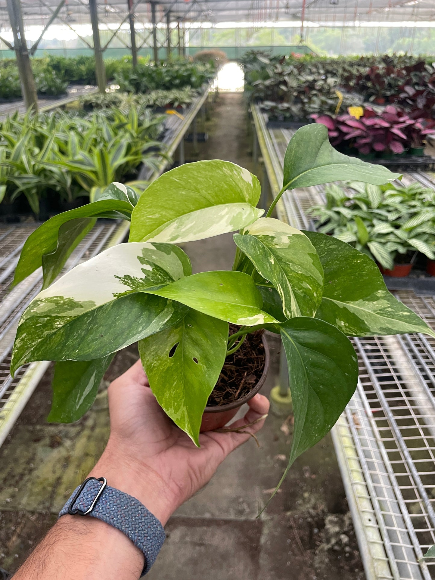 Pothos Albo Variegata Epipremnum pinnatum Variegated Live Plant