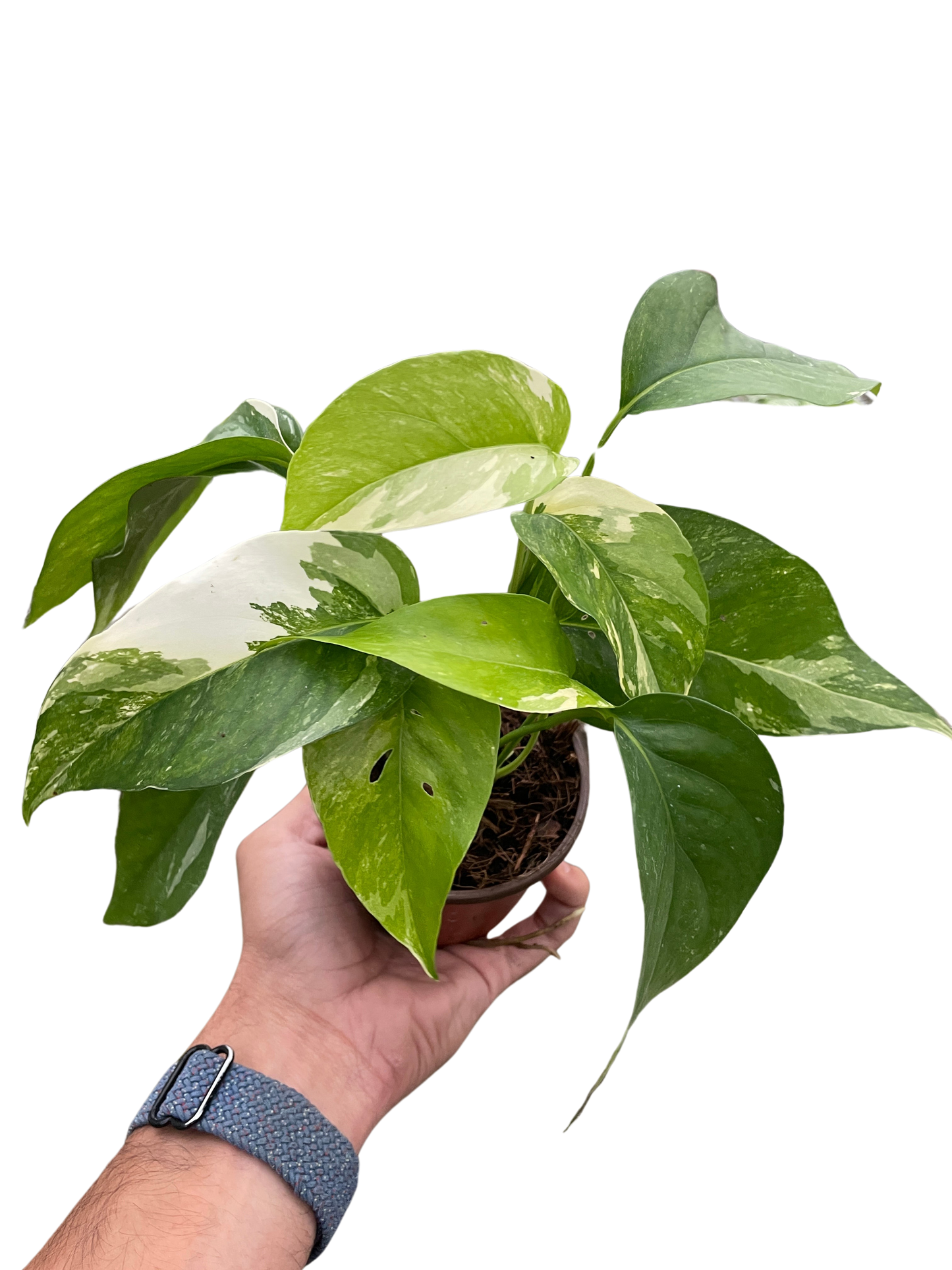 Pothos Albo Variegata Epipremnum pinnatum Variegated Live Plant