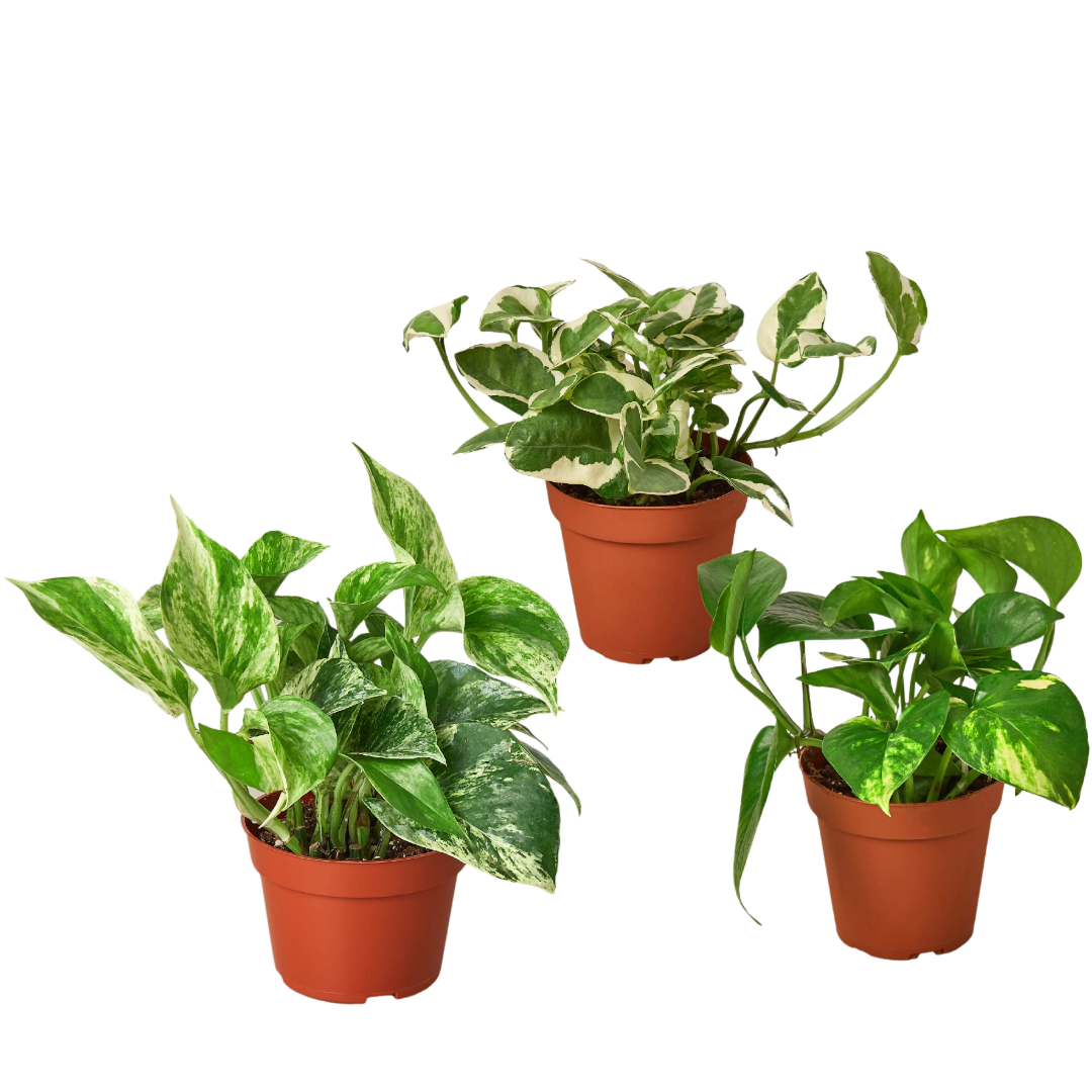 Pothos Three Different Variety Pack 4" Pot Live Plants