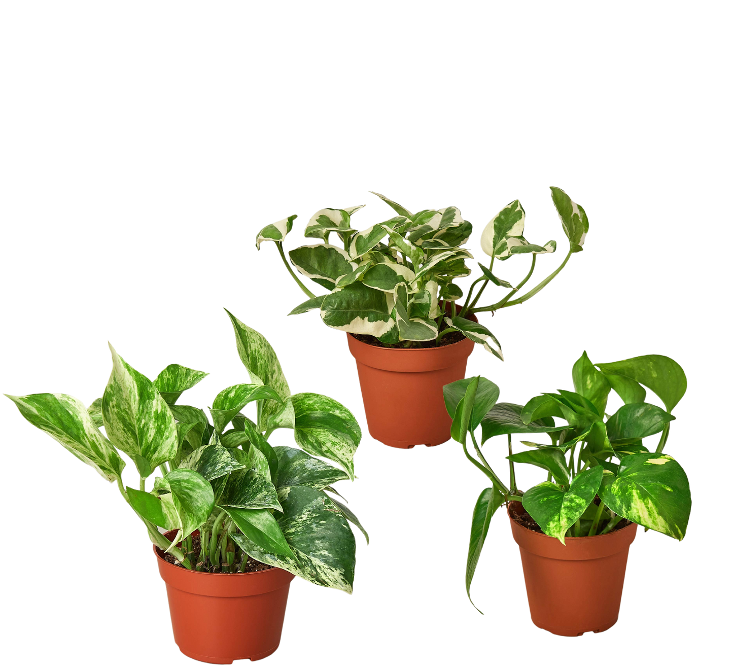 Pothos Three Different Variety Pack 4" Pot Live Plants