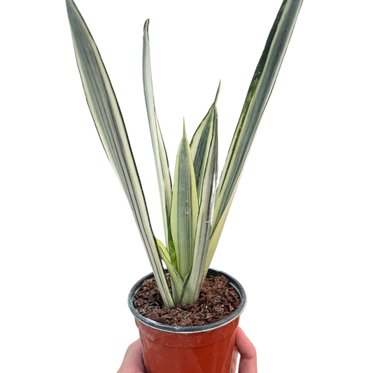 Sansevieria Trifasciata Bantel's Sensation Snake Plant Variegated