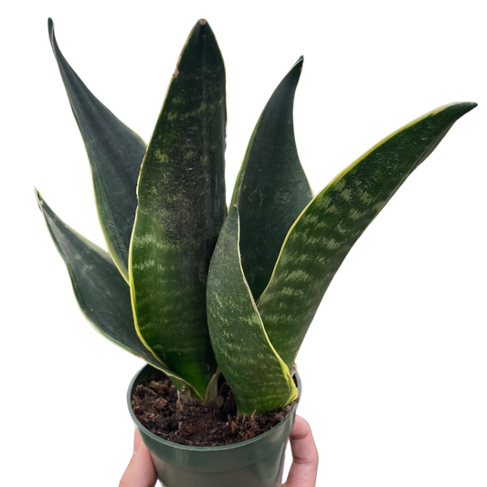 Sansevieria Trifasciata Fabi Snake Plant Mother In Tongue Live Plant