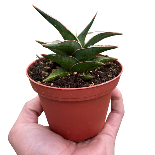 Sansevieria Lavranos Snake Plant Live Plant Multiple Sizes Available