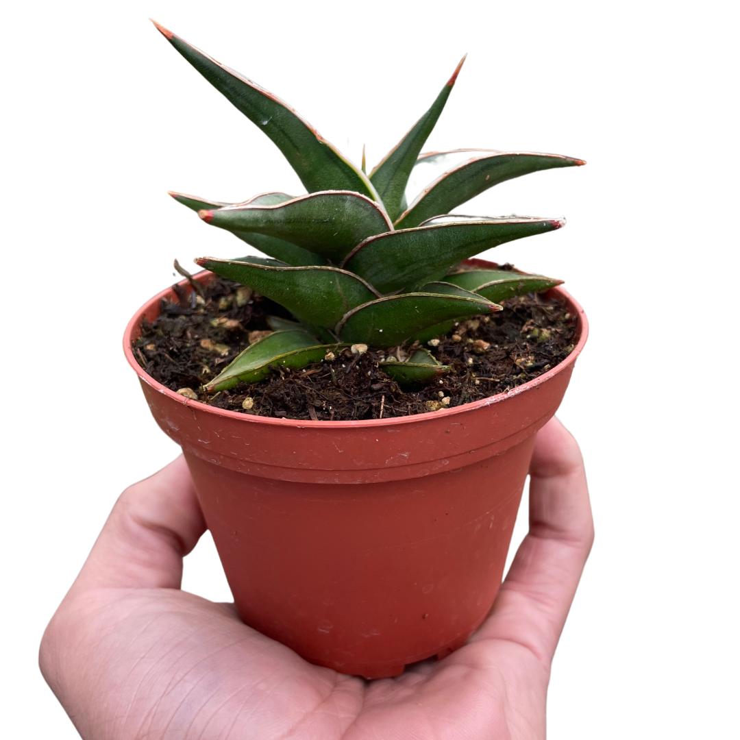 Sansevieria Lavranos Snake Plant Live Plant Multiple Sizes Available