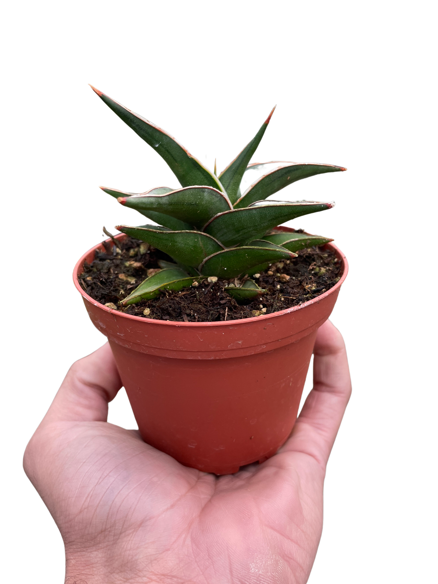 Sansevieria Lavranos Snake Plant Live Plant Multiple Sizes Available