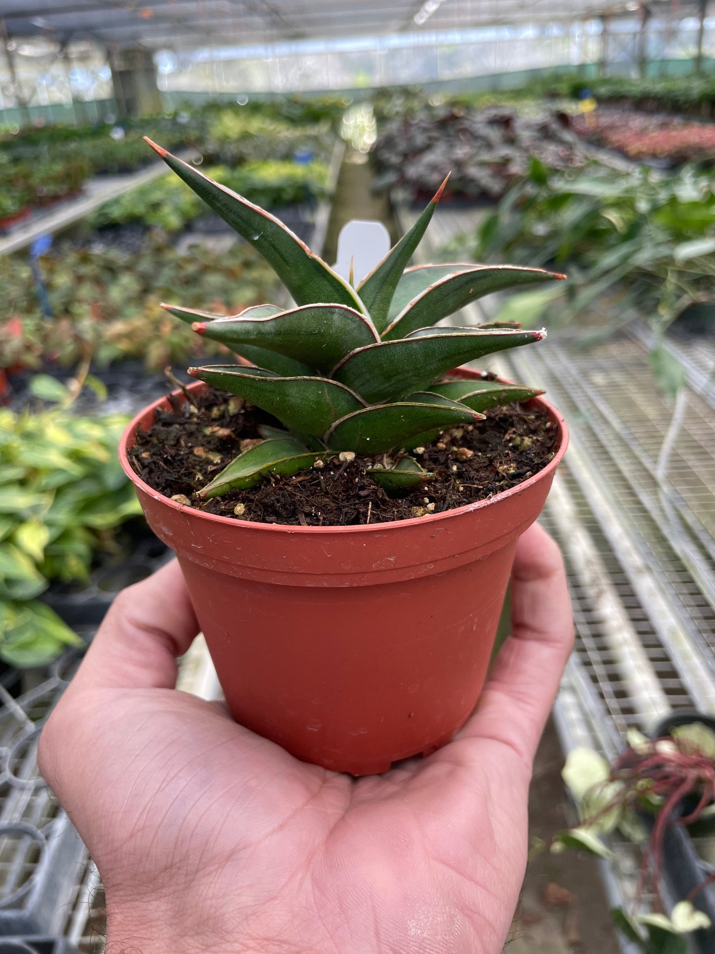 Sansevieria Lavranos Snake Plant Live Plant Multiple Sizes Available