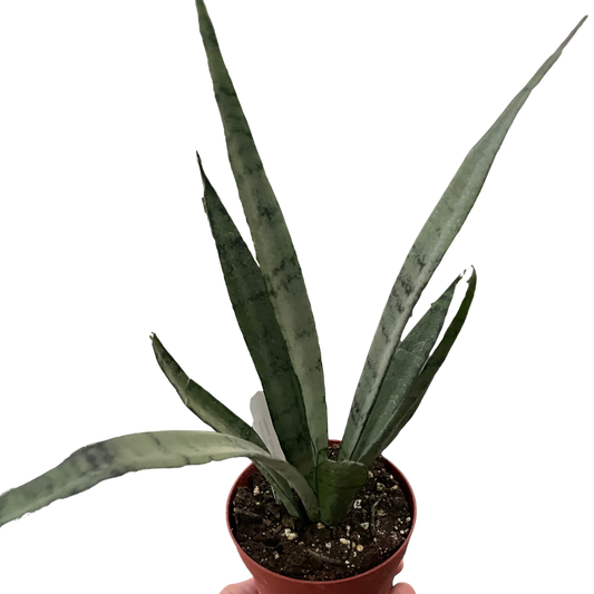 Sansevieria Silver Princess Snake Plant Live Plant 4" Pot Live Plant