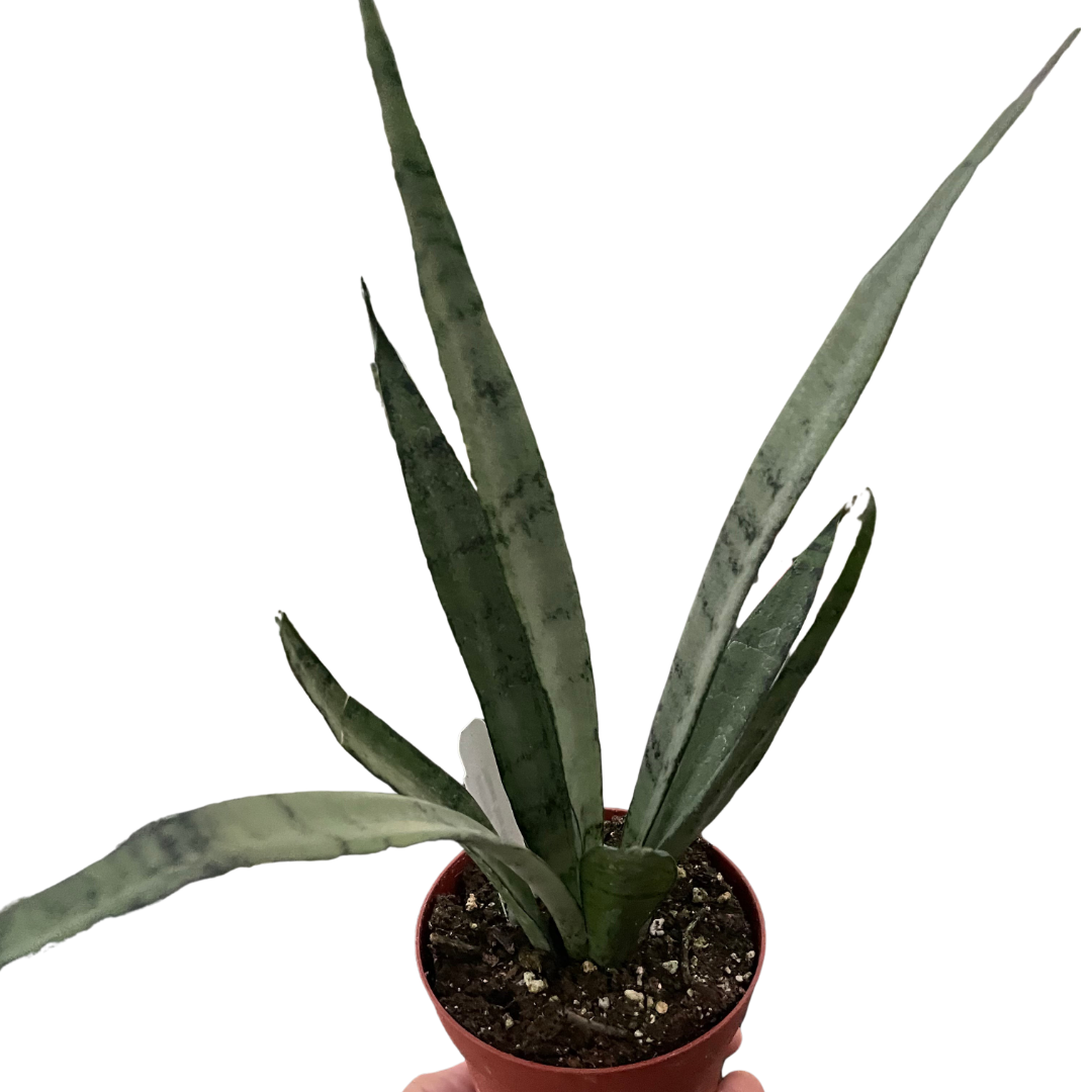 Sansevieria Silver Princess Snake Plant Live Plant 4" Pot Live Plant