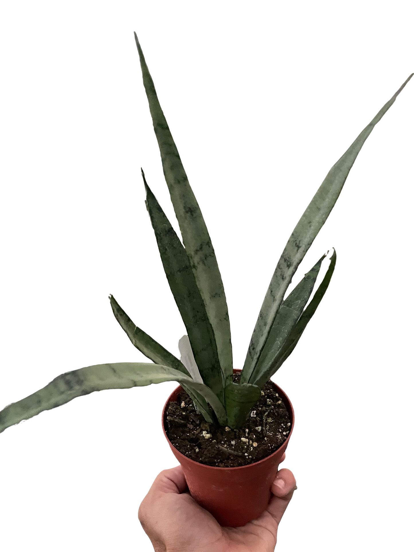 Sansevieria Silver Princess Snake Plant Live Plant 4" Pot Live Plant