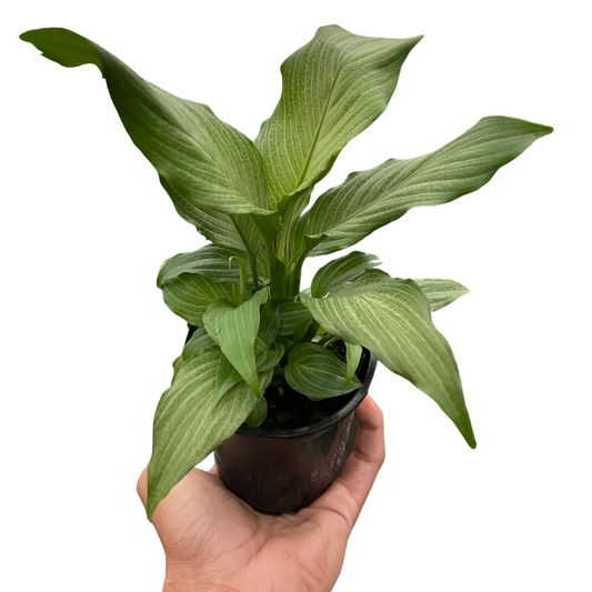 Peace Lily Platinum Mist Spathiphyllum 4" Pot Live Plant