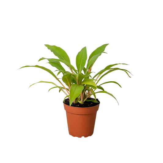 Spider Plant Fire Flash Chlorophytum amaniense