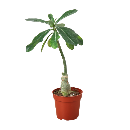 Desert Rose Adenium Obesum Succulent Live Plant Multiple Sizes Available