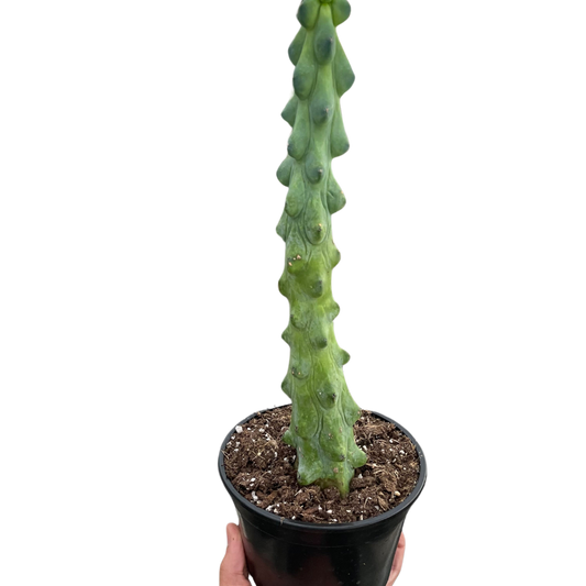 Boobie Cactus 3 Sizes Available Live Plant