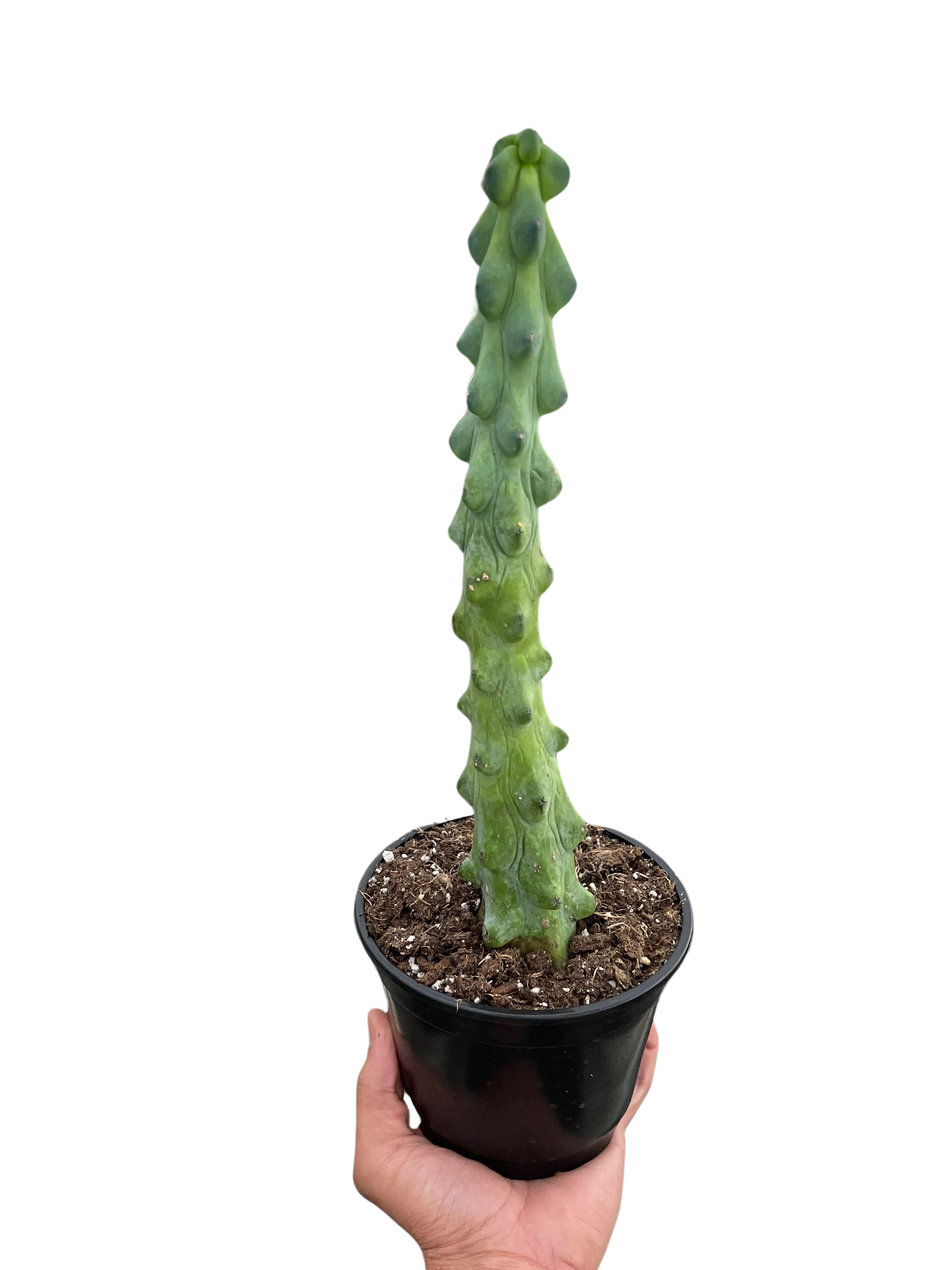 Boobie Cactus 3 Sizes Available Live Plant