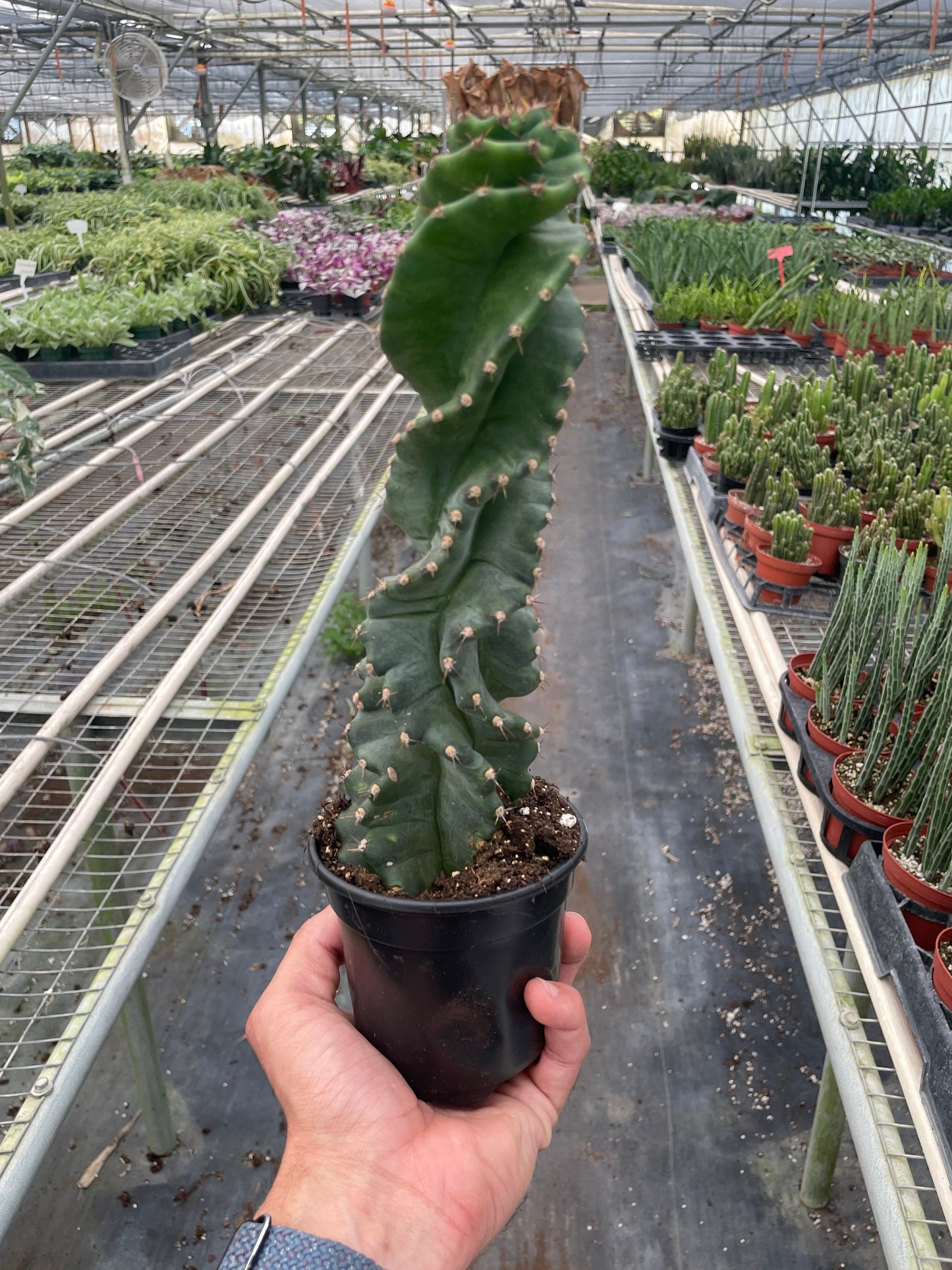 Cereus forbesii 'Spiralis' Two Sizes Available Live Plant