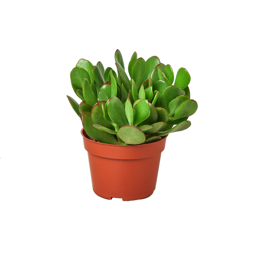 Succulent Monthly Subscription Box - One Succulent Per Month