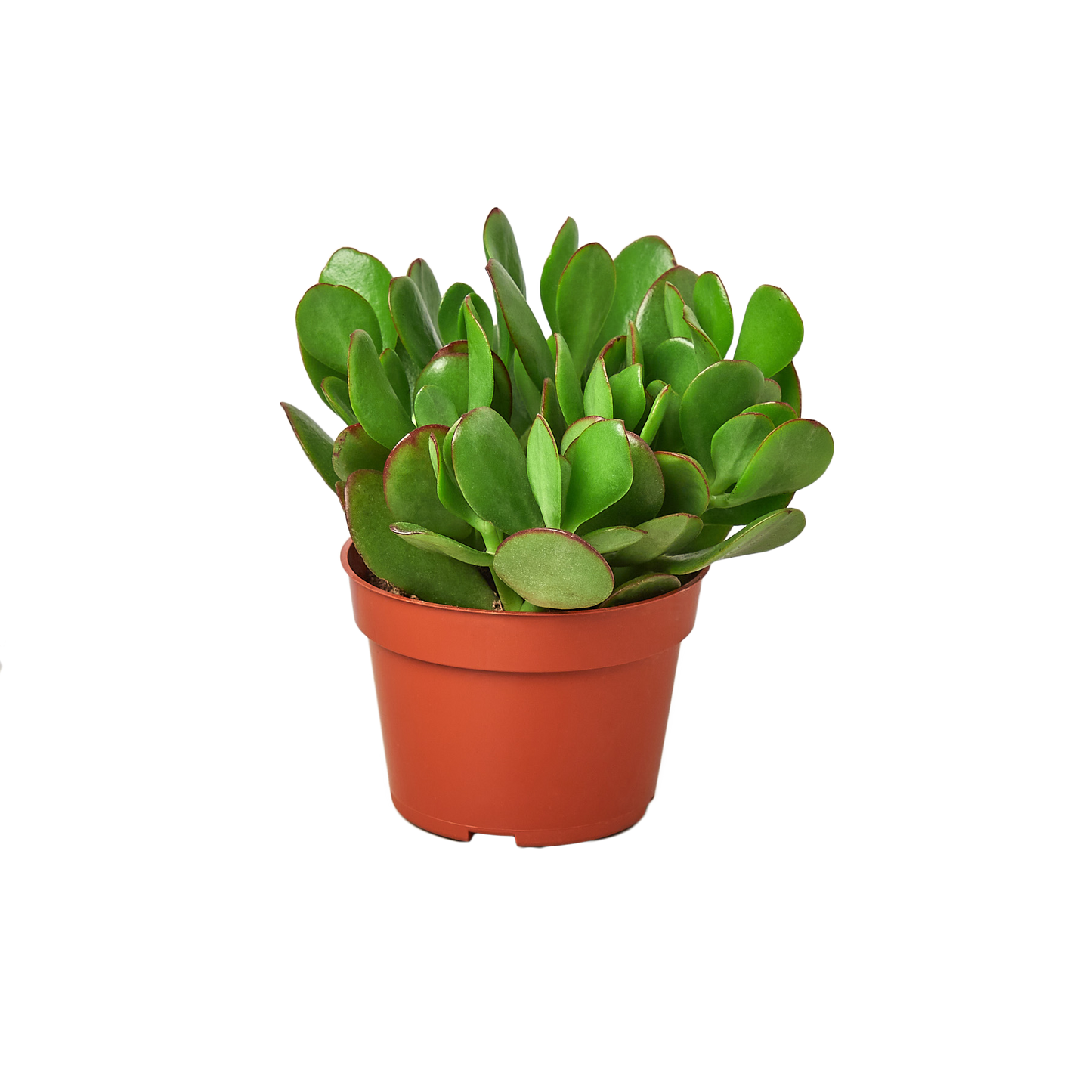 Succulent Monthly Subscription Box - One Succulent Per Month