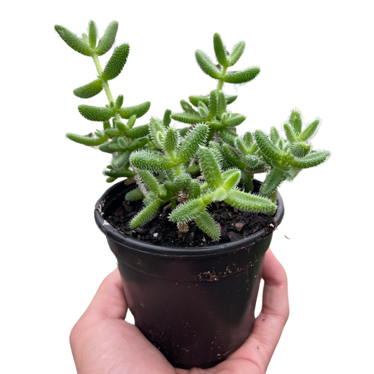 Pickle Plant Delosperma echinatum Live Plant Multiple Sizes Available