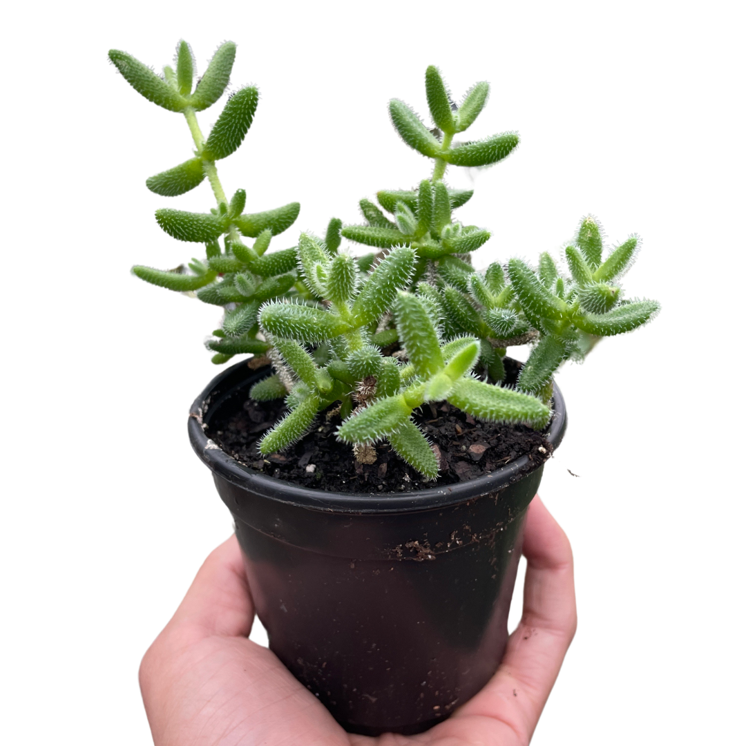 Pickle Plant Delosperma echinatum Live Plant Multiple Sizes Available