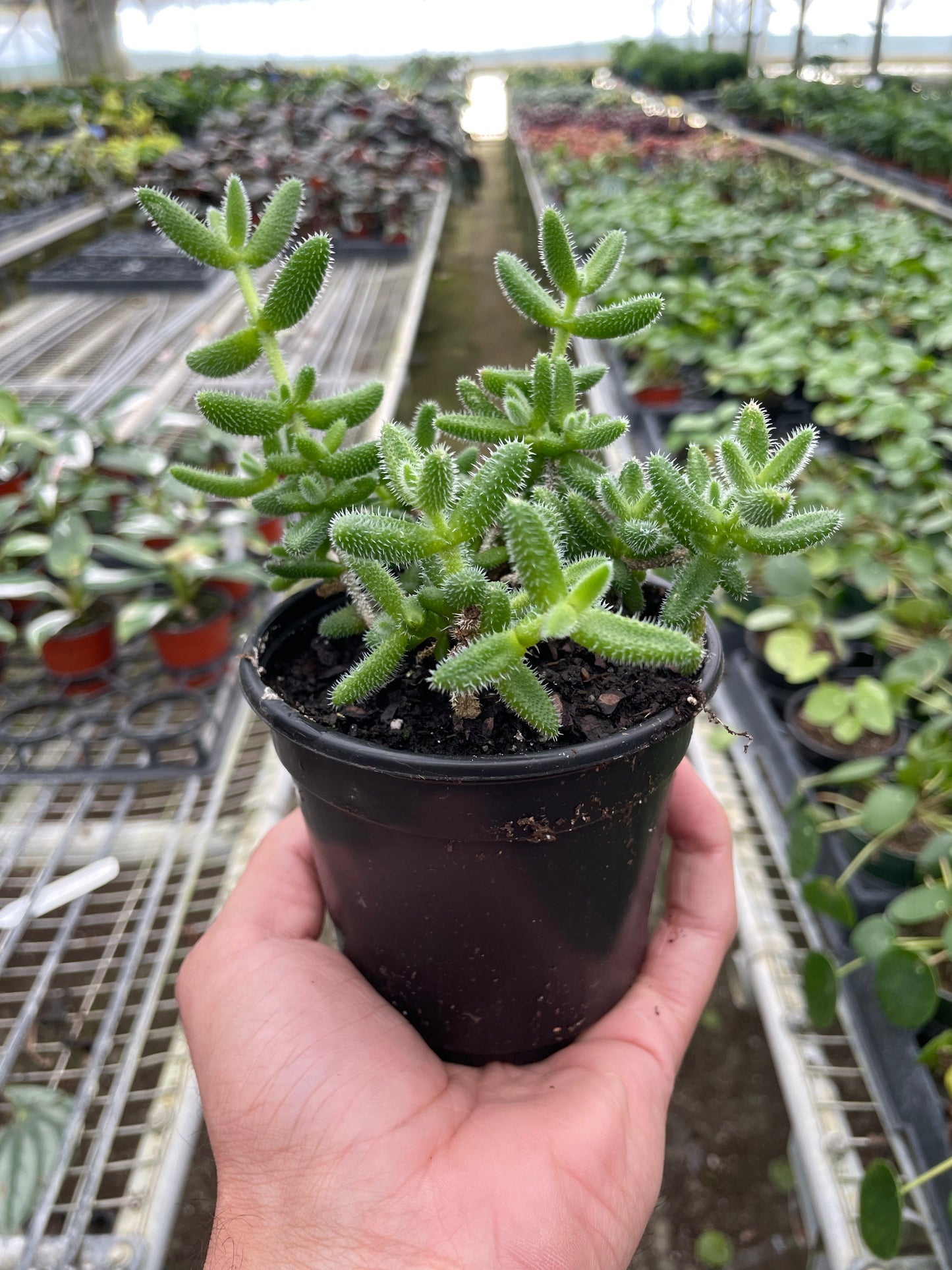 Pickle Plant Delosperma echinatum Live Plant Multiple Sizes Available