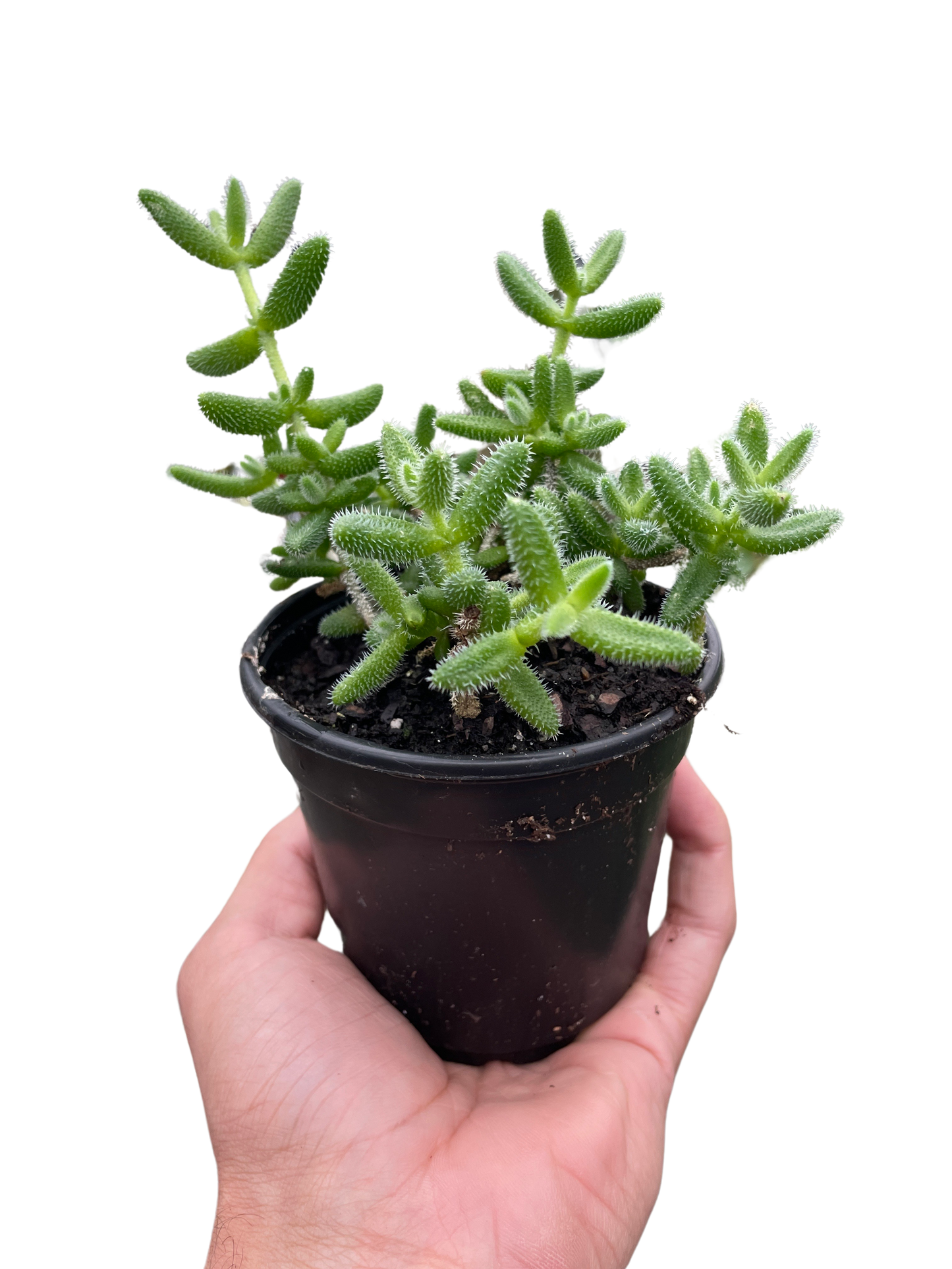 Pickle Plant Delosperma echinatum Live Plant Multiple Sizes Available