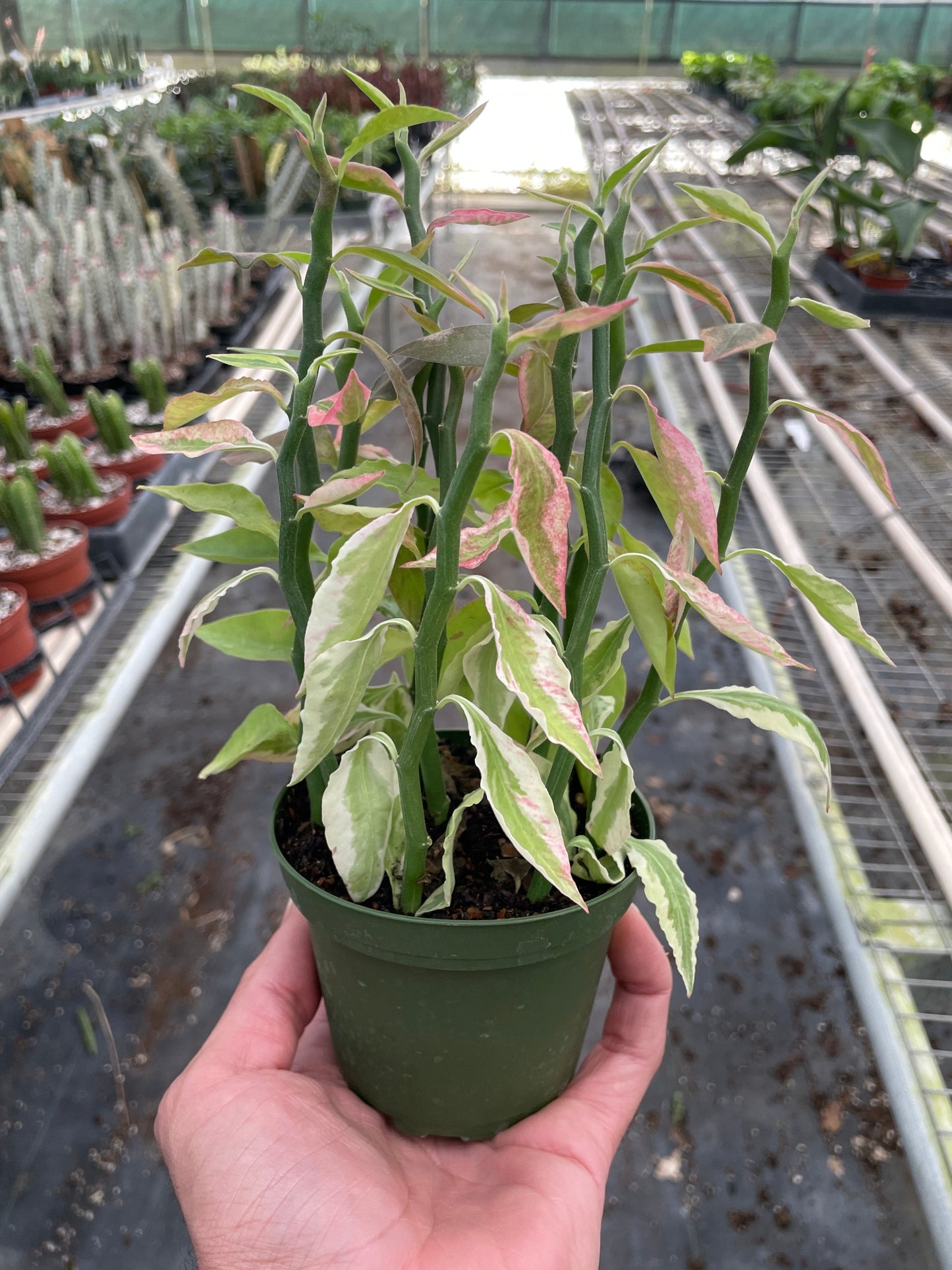 Devil's Backbone Variegated Euphorbia Multiple Sizes Available