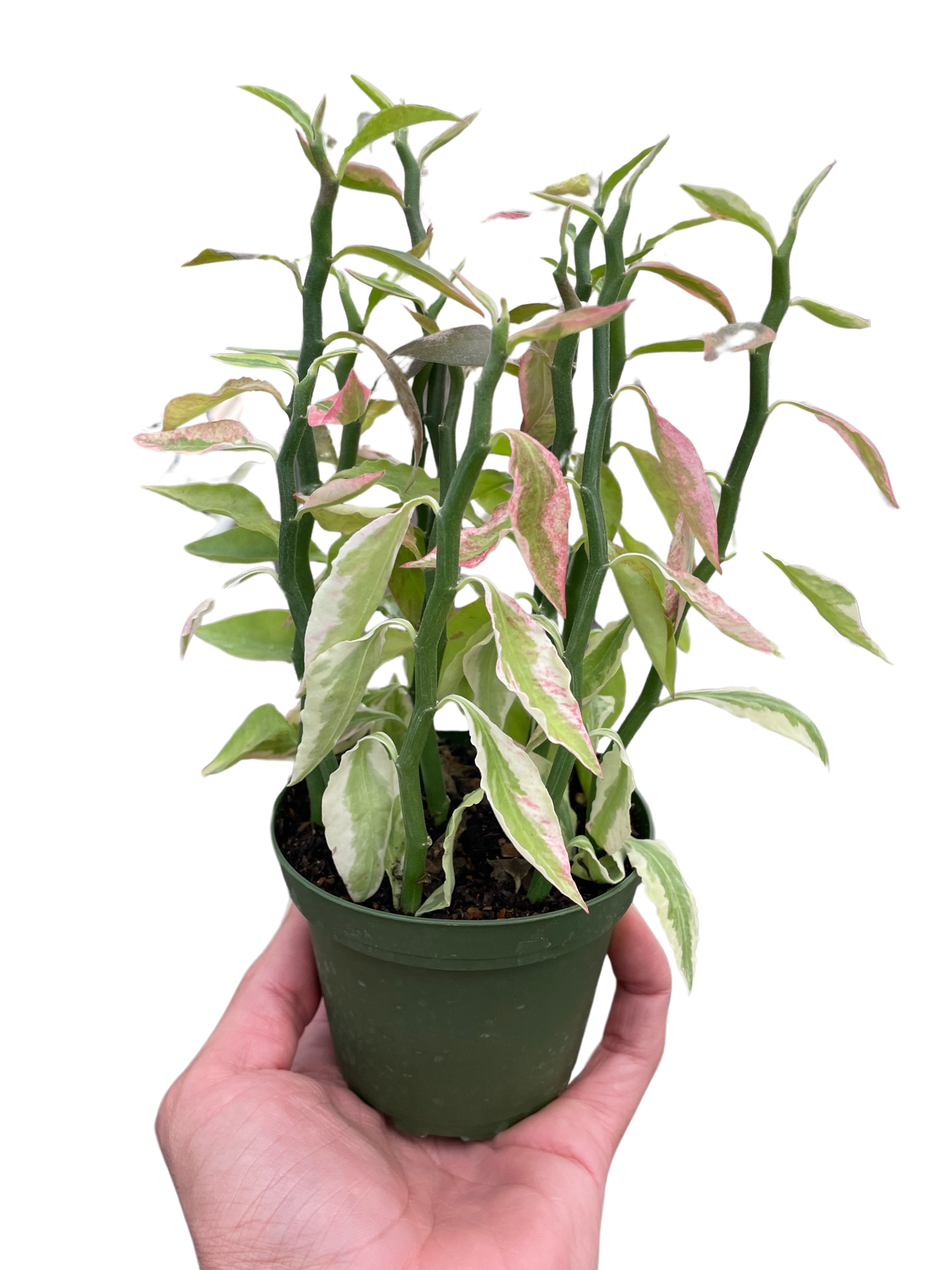 Devil's Backbone Variegated Euphorbia Multiple Sizes Available