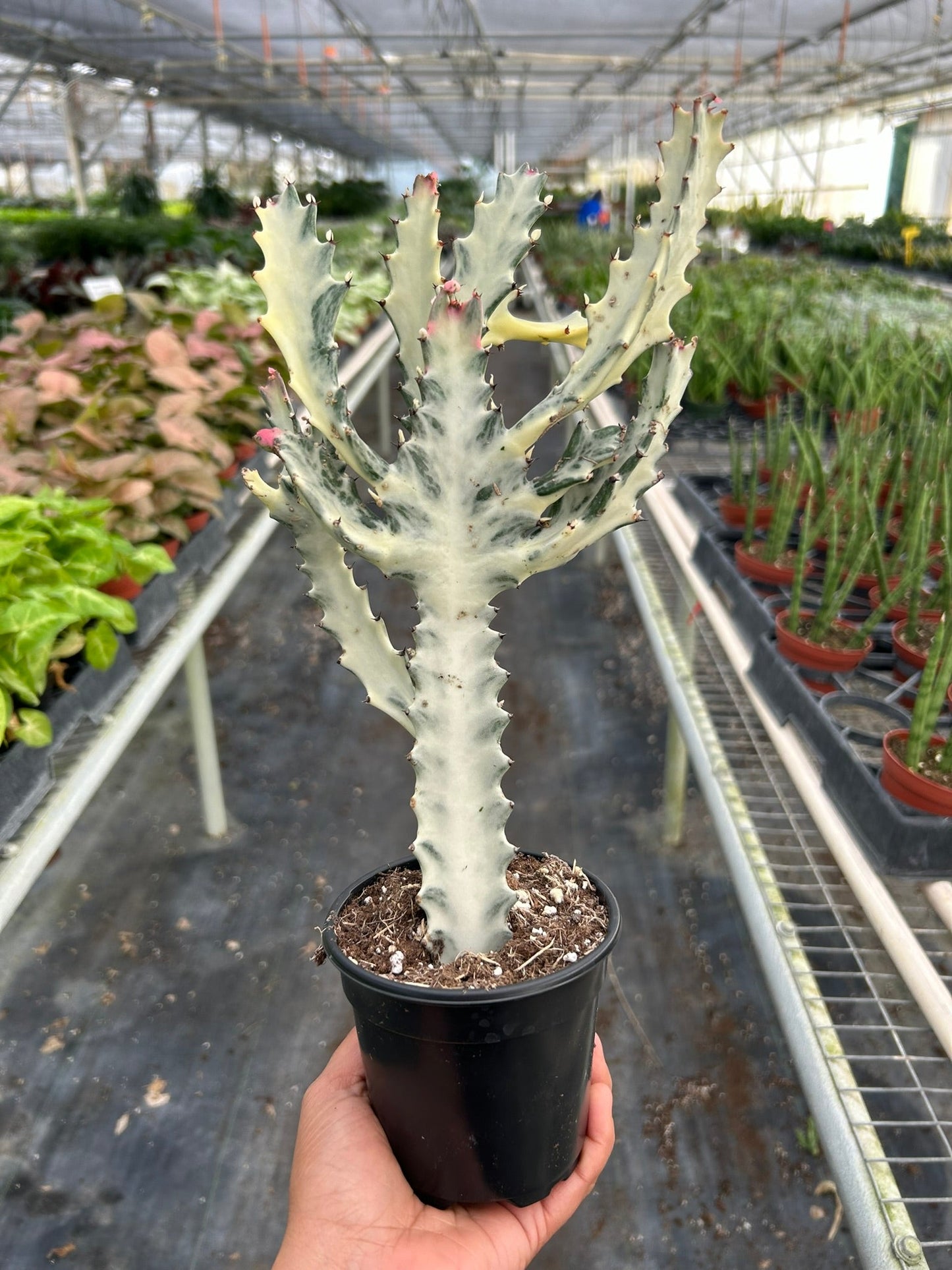 Succulent Euphorbia Dragon Bone Tree Live Plant Multiple SIzes Available