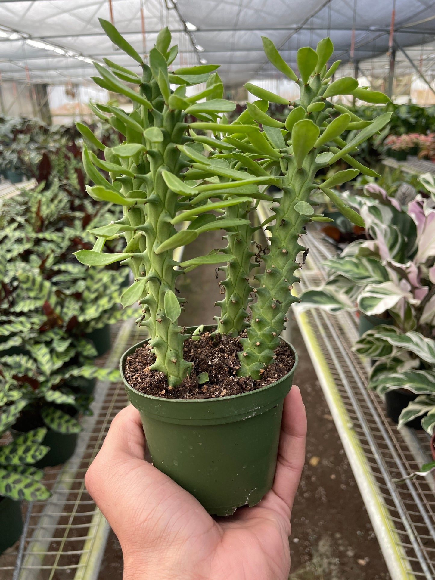 Sausage Spurge Euphorbia Guentheri Multiple Sizes Available