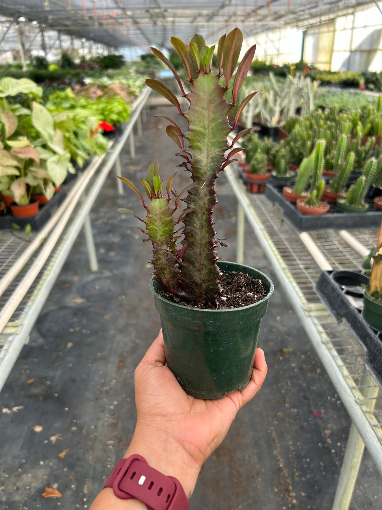 Succulent Euphorbia Trigona Rubra African Milk Tree Live plant Multiple Sizes Available