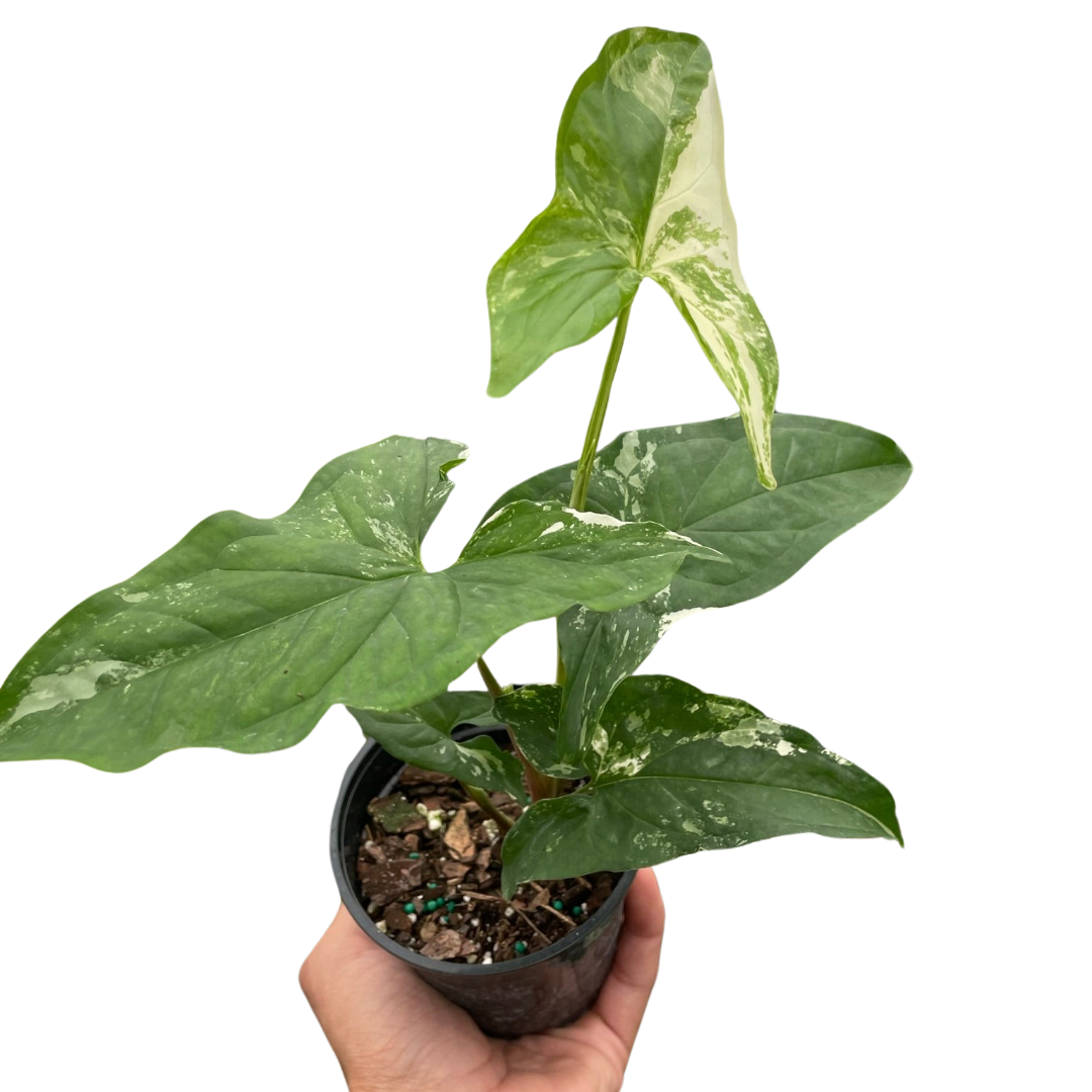 Syngonium Albo Variegata Arrowhead Plant 4" Pot Live Plant