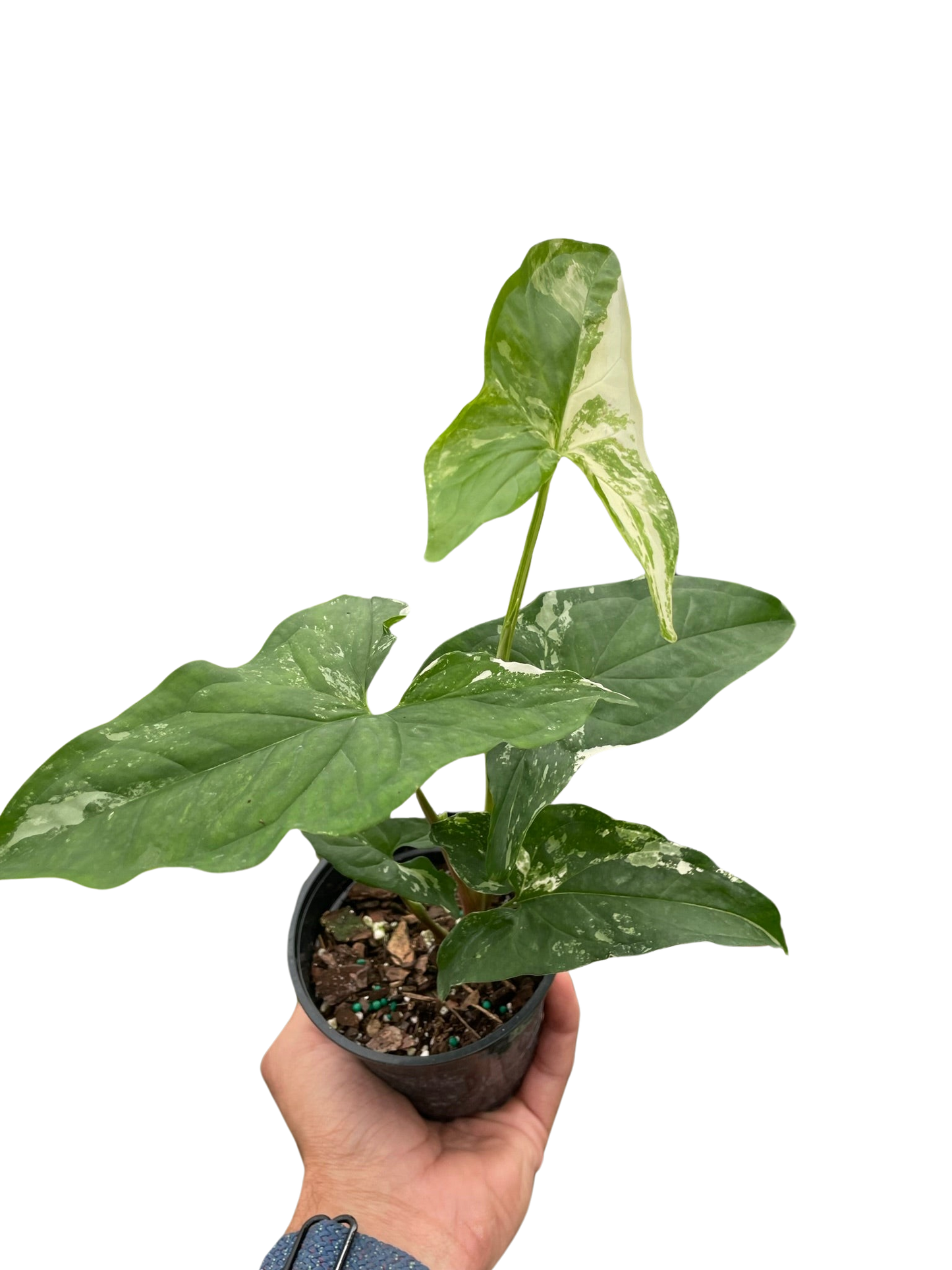 Syngonium Albo Variegata Arrowhead Plant 4" Pot Live Plant