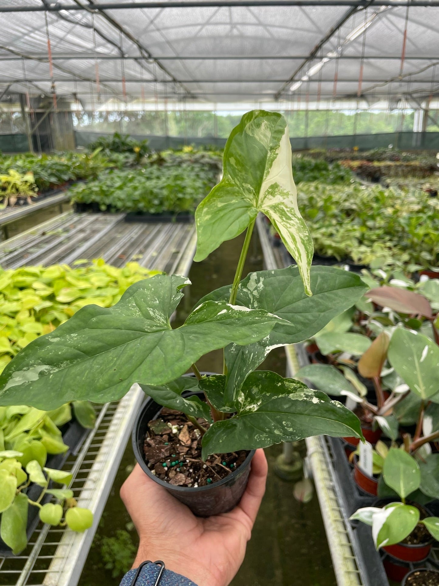 Syngonium Albo Variegata Arrowhead Plant 4" Pot Live Plant